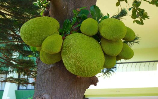 Jackfruit Recipes