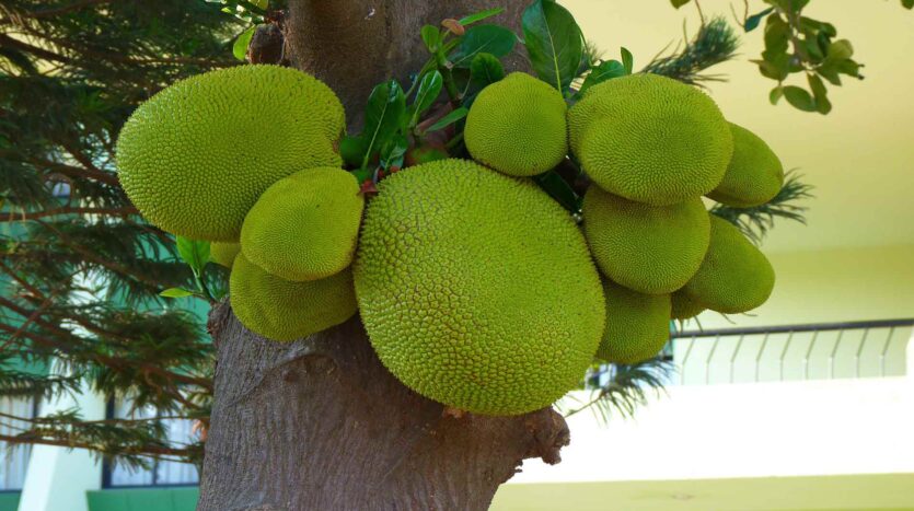 Jackfruit Recipes